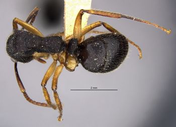 Media type: image;   Entomology 21175 Aspect: habitus dorsal view